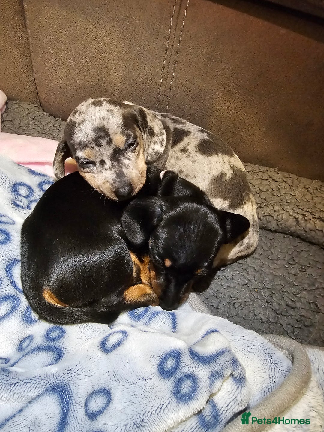 Miniature Dachshund dogs for sale: Beautiful miniature dachshund pups - Advert 10