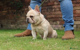 French Bulldog dogs for stud: Omshantipuppies French Bulldog Stud  - Image 4