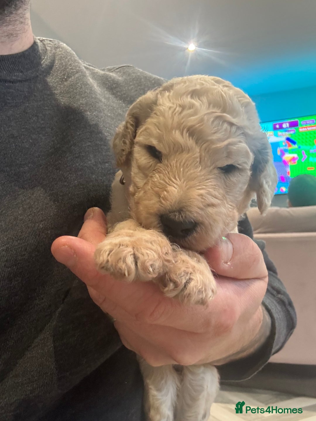 Standard Poodle dogs for sale: KC registered Poodles - Image 9