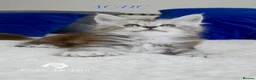 Maine Coon cats for sale: Stunning polydactyl Maine Coons Tica registered  - Advert 12