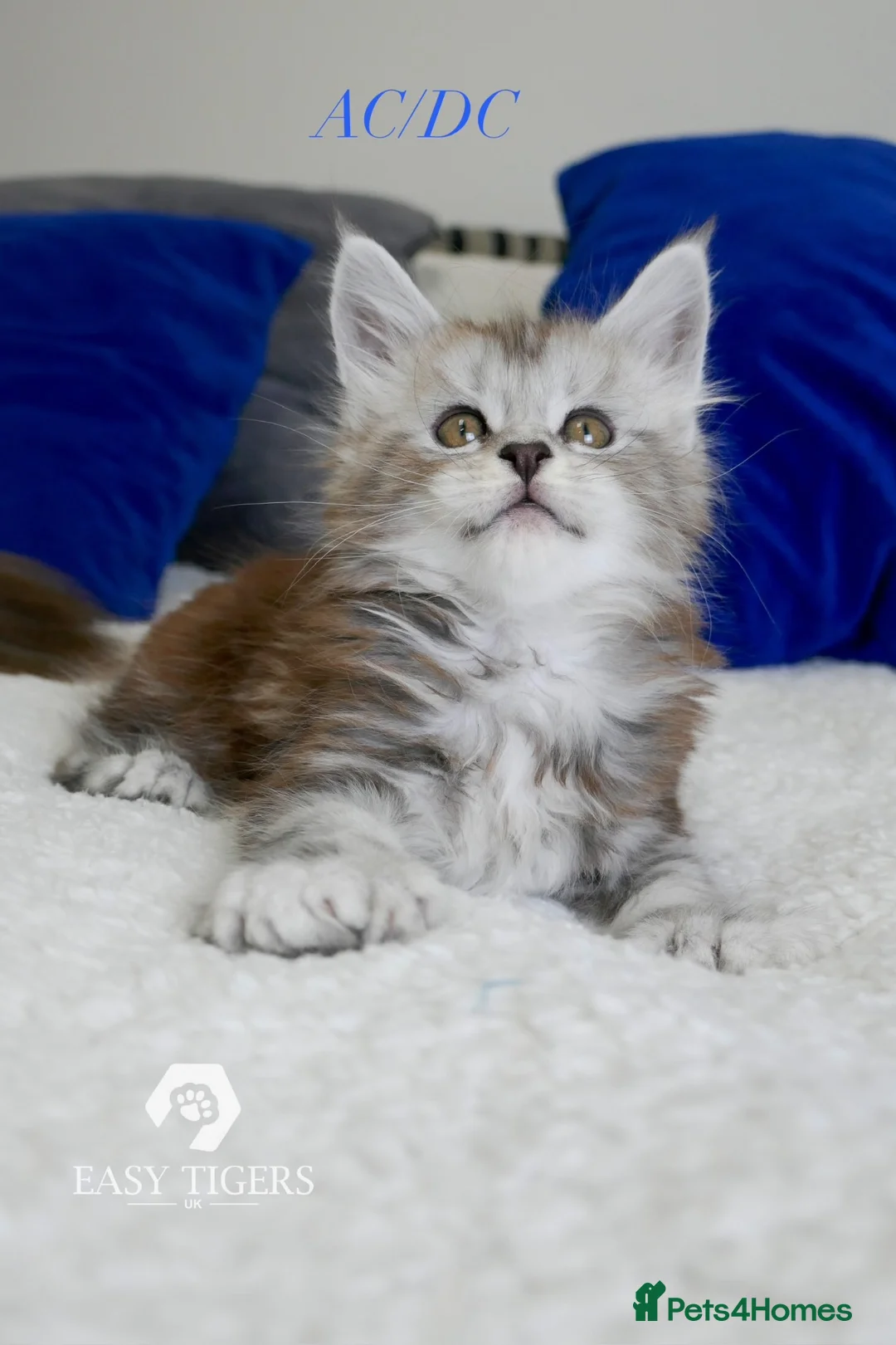 Maine Coon cats for sale: Stunning polydactyl Maine Coons Tica registered  - Advert 12