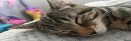 Mixed Breed cats for sale: 14 week old male kitten - Advert 4