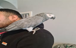 Parrots birds for sale: Male African Grey Parrot - Image 4