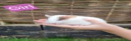 Guinea Pig rodents for sale: Tricolour guinea pigs, babies and adults in Didcot - Advert 10