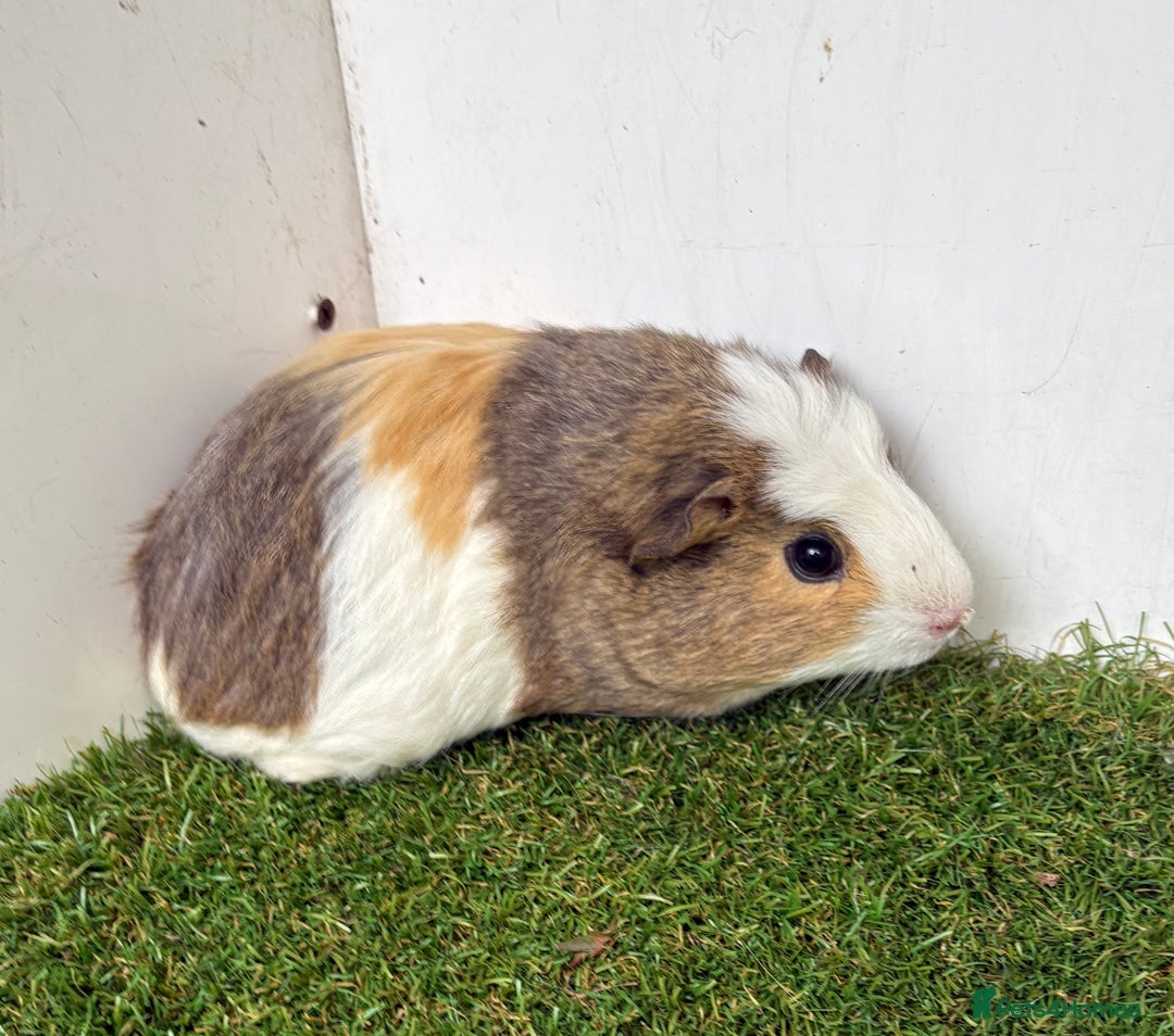 Guinea Pig rodents for sale: Female baby guinea pigs  - Image 7