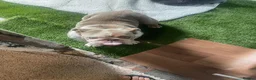 English Bulldog dogs for sale: Two female English Bulldog - Advert 5