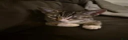 British Shorthair cats for sale: Kittens - Advert 9