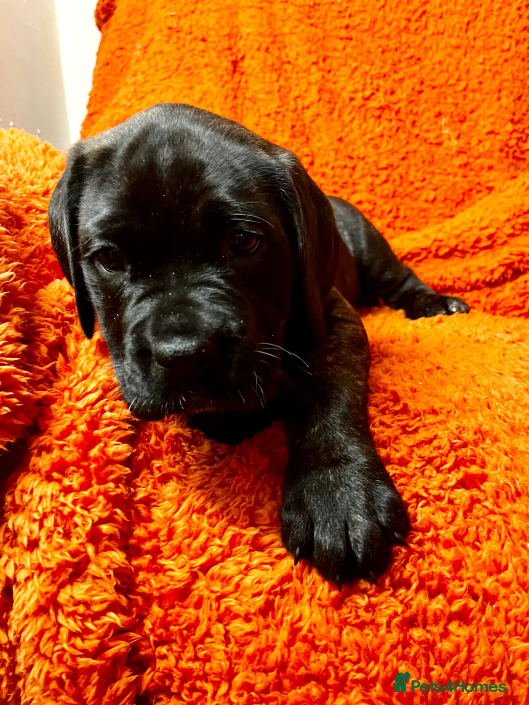 Cane Corso dogs for sale: Cane Corso Puppies  - Advert 21