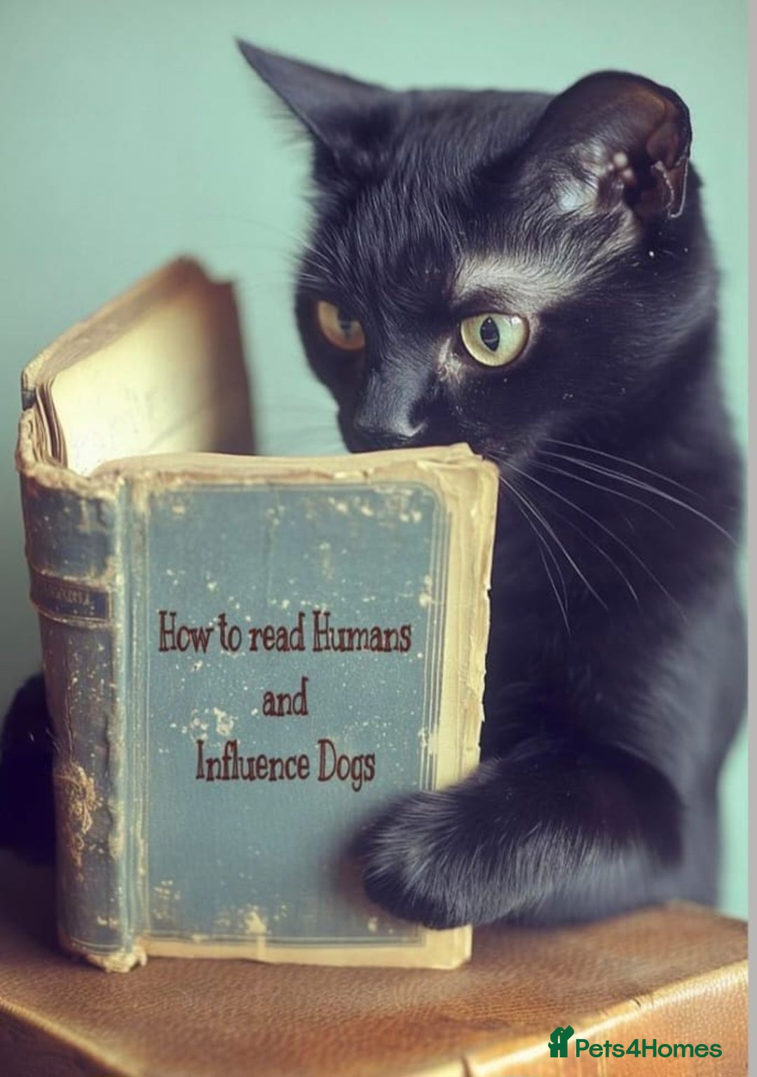 Mixed Breed cats for adoption: ALLEY -AFFECTIONATE KITTEN HAPPY WITH OTHER CAT  - Advert 2