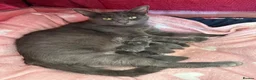 Russian Blue cats for sale: Gorgeous Russian Blue babies  - Advert 3