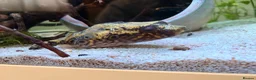 Pufferfish fish for sale: Fresh water Dragon/Humpback puffer for sale - Advert 2