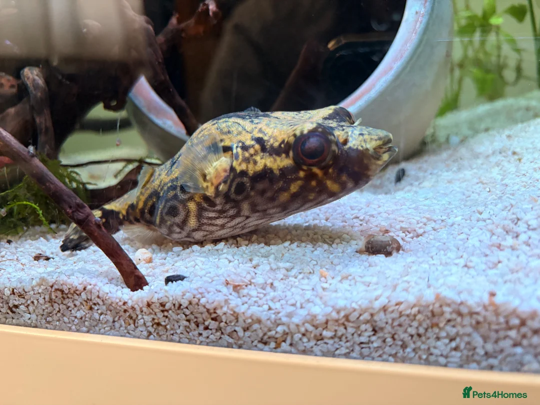 Pufferfish fish for sale: Fresh water Dragon/Humpback puffer for sale - Advert 2