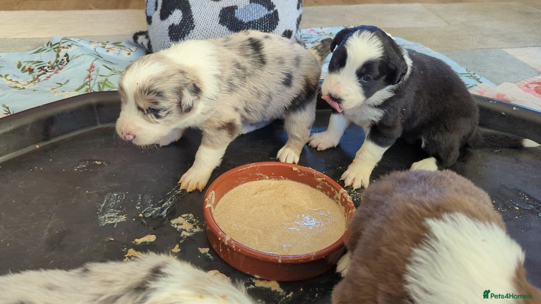 Border Collie dogs for sale: ISDS&KC REGISTERED BORDER COLLIE /MERLE PUPS  - Advert 7
