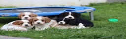 Cavachon dogs for sale: Beautiful Cavachon puppies for sale - Advert 30