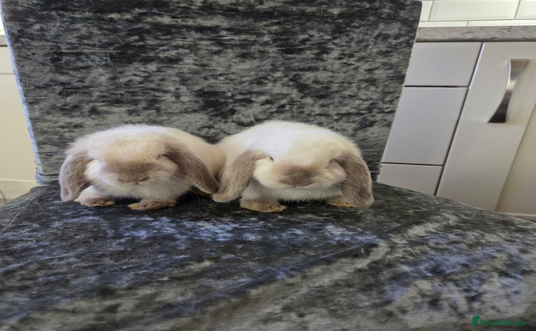 Mini Lop rabbits - Advert 1