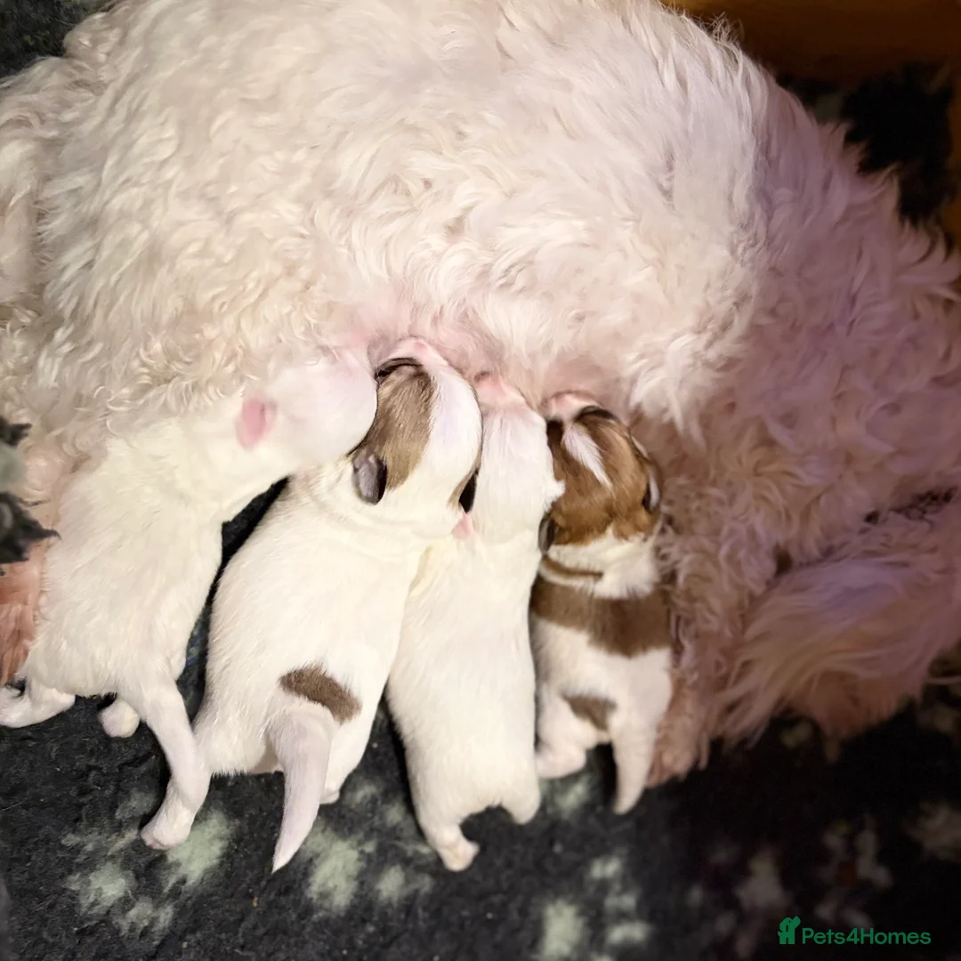 Coton De Tulear dogs for sale: K.C reg Coton de Tulear Puppies inc World Champion - Advert 18