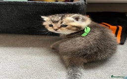 British Shorthair cats for sale: British shorthair kittens - Image 4