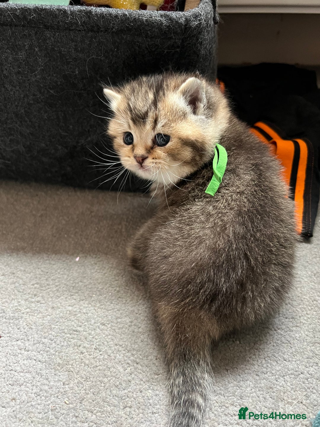 British Shorthair cats for sale: British shorthair kittens - Image 4