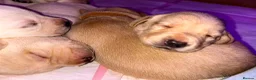Labrador Retriever dogs for sale: Maggies beautiful babies confirmed - Advert 9