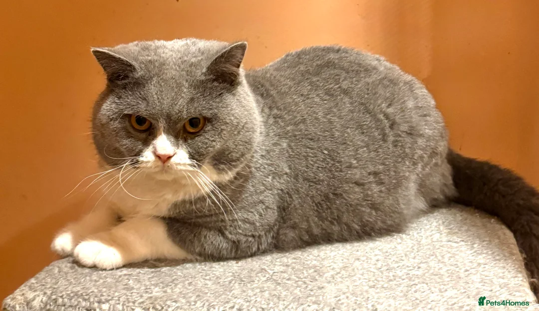 British Shorthair cats for stud: Stunning Pedigree GCCF BSH male for stud!! - Advert 2