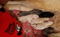 Chow Chow dogs for sale: Kc reg chow chow pups - Advert 9