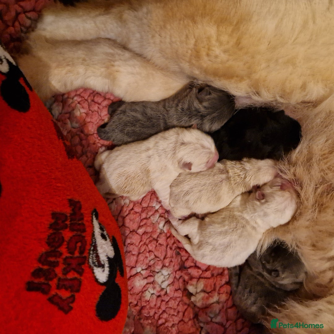 Chow Chow dogs for sale: Kc reg chow chow pups - Advert 9