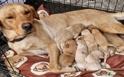 Labrador Retriever dogs for sale: Adorable labradour puppies  - Image 4