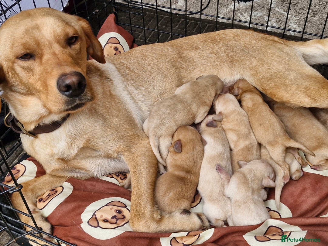 Labrador Retriever dogs for sale: Adorable labradour puppies  - Image 4
