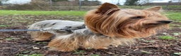 Yorkshire Terrier dogs for stud: Experienced STUD,KC REG Yorkshire Terrier  in Caterham - Advert 6