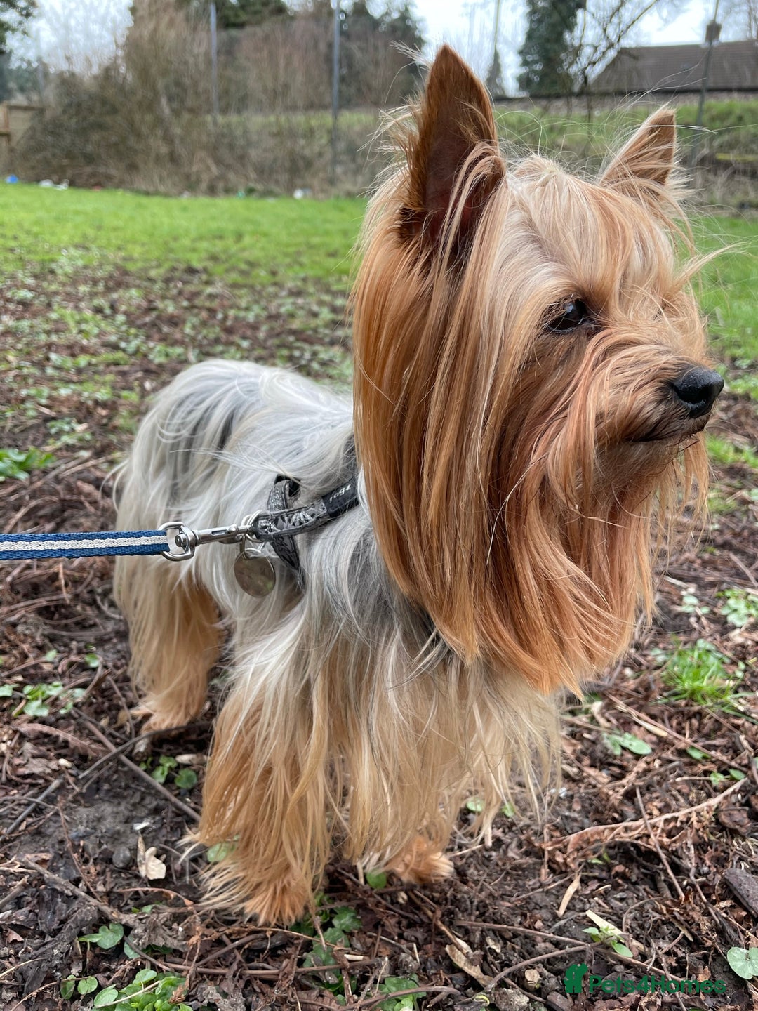 Yorkshire Terrier dogs for stud: Experienced STUD,KC REG Yorkshire Terrier  in Caterham - Advert 6
