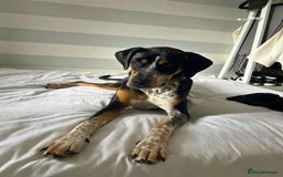 Mixed Breed dogs for adoption: Pippa - The sweetest, softest girl - Image 6