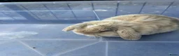 Mini Lop rabbits for sale: Gorgeous Mini Lop Babies various colours  - Advert 11