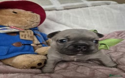 French Bulldog dogs for sale: French Bulldog Puppies - Image 4