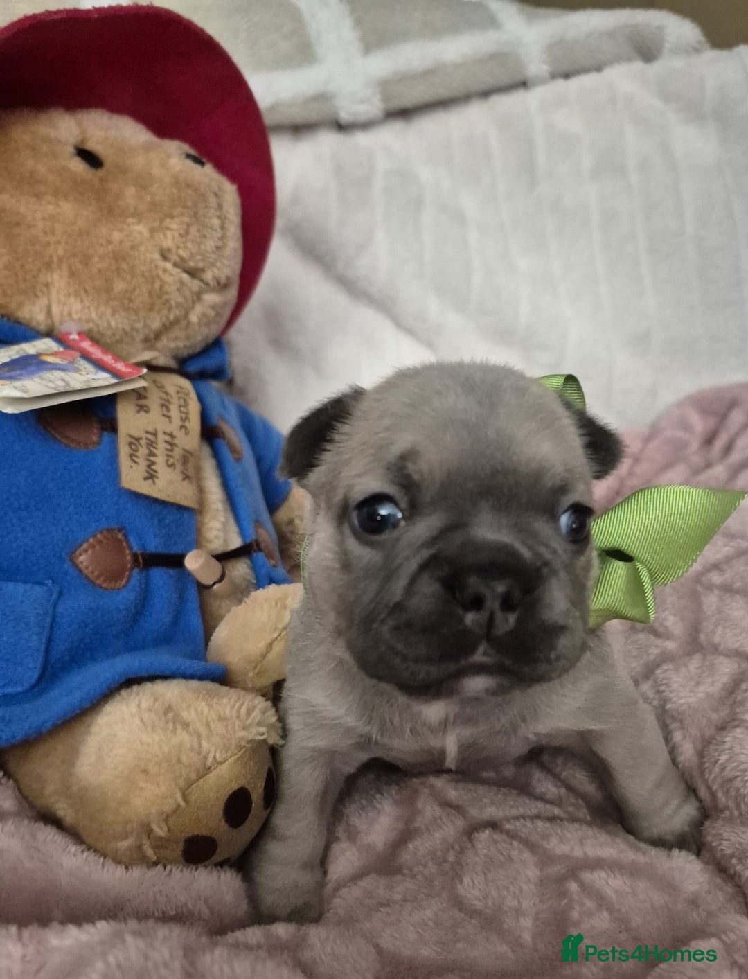 French Bulldog dogs for sale: French Bulldog Puppies - Image 4