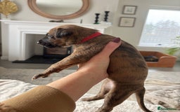 Mixed Breed dogs for sale: Pharaoh hound x whippet puppies  - Image 15
