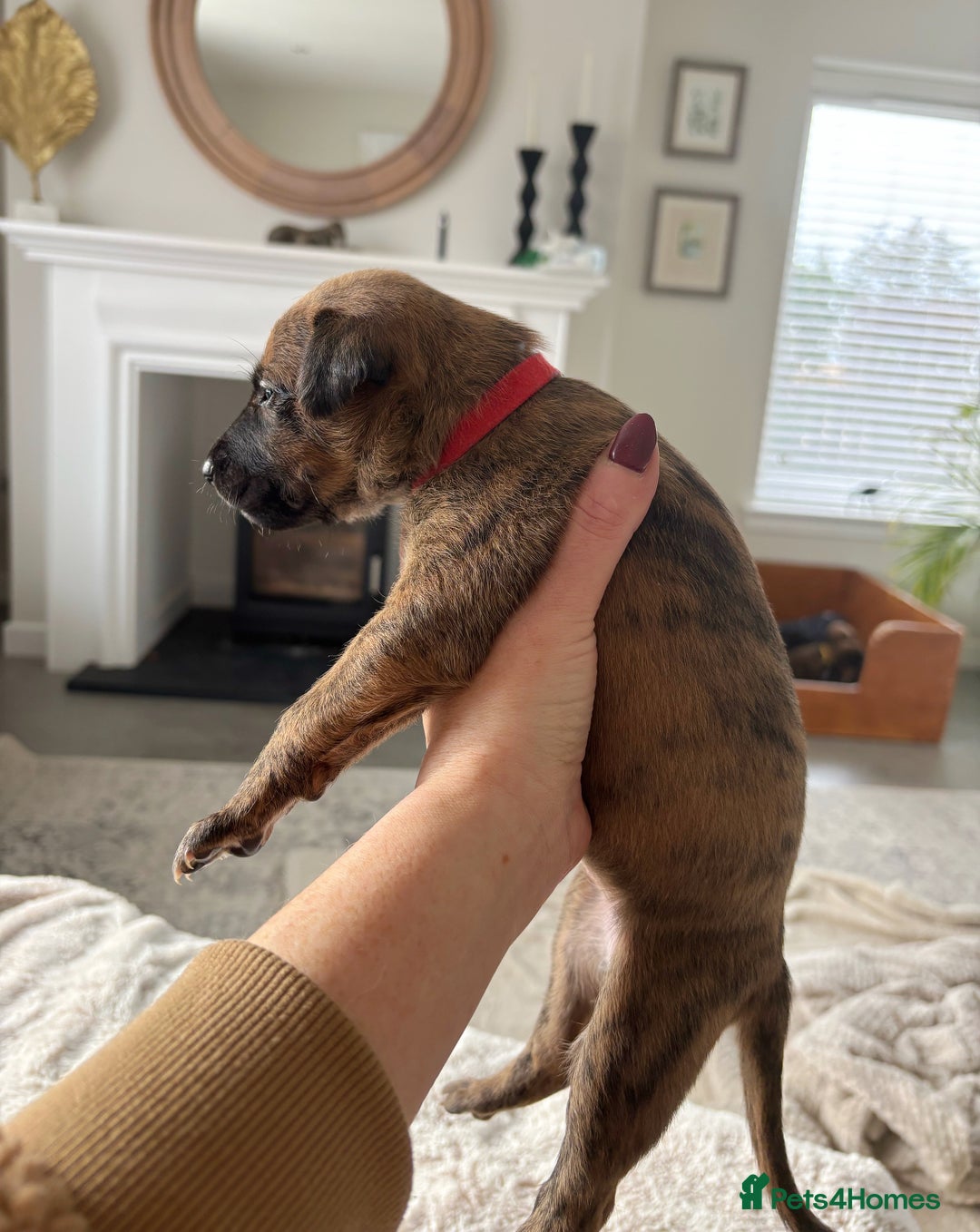 Mixed Breed dogs for sale: Pharaoh hound x whippet puppies  - Image 15