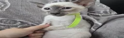 Siamese cats for sale: Adorable little fur babies - Advert 15
