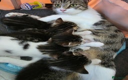 British Shorthair cats for sale: BSH Tortoise Shell  - Image 12