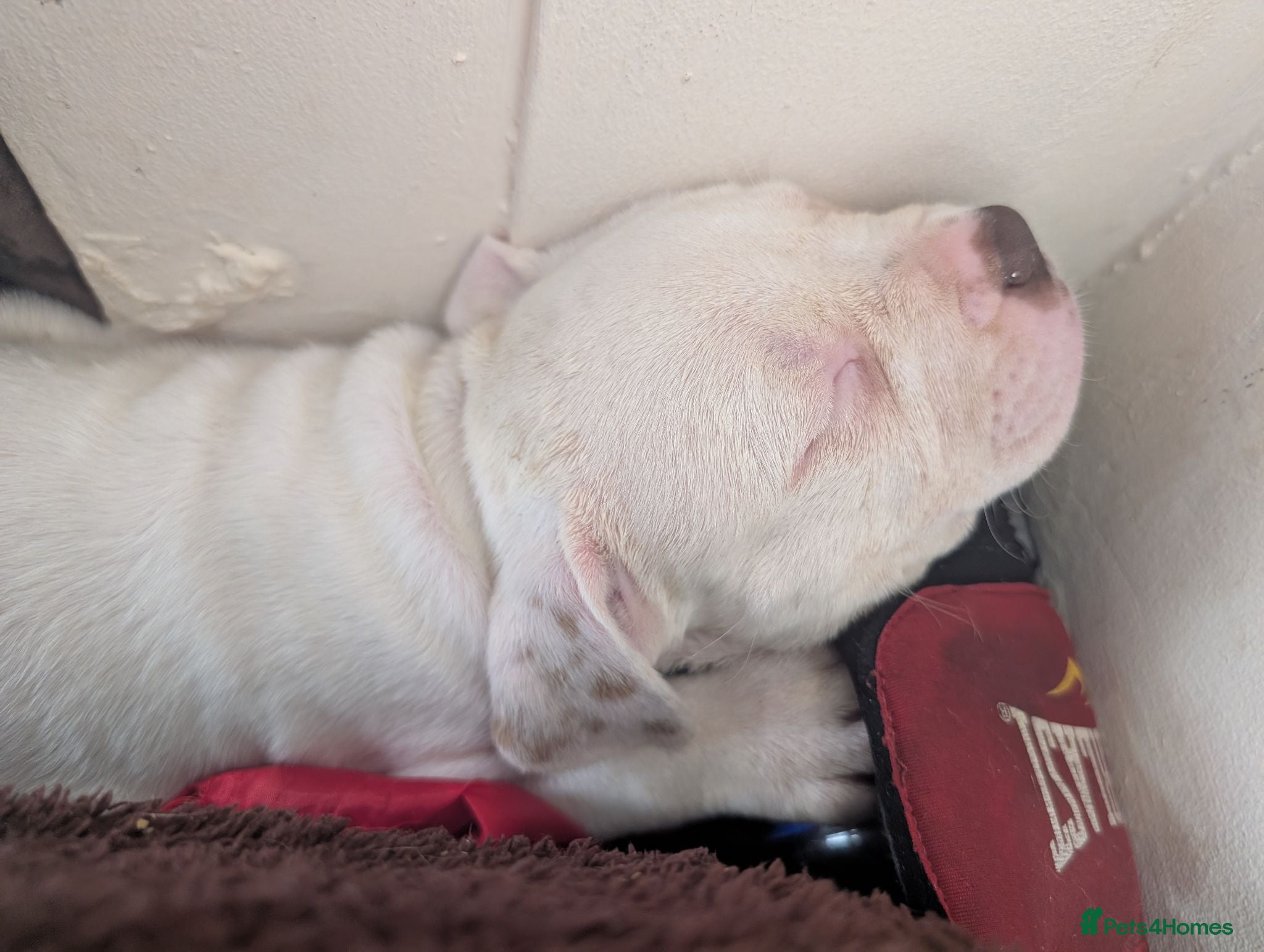 American Bulldog dogs Johnson American bulldog puppies - Advert 2