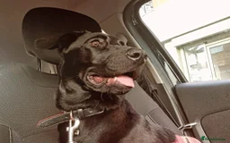 Mixed Breed dogs for sale: 8 month old Sheprador + Crate, Toys and Food - Image 6