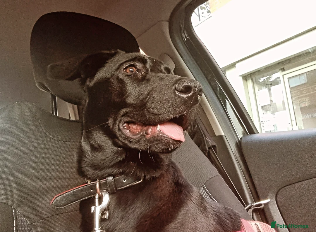 Mixed Breed dogs for sale: 8 month old Sheprador + Crate, Toys and Food - Image 6
