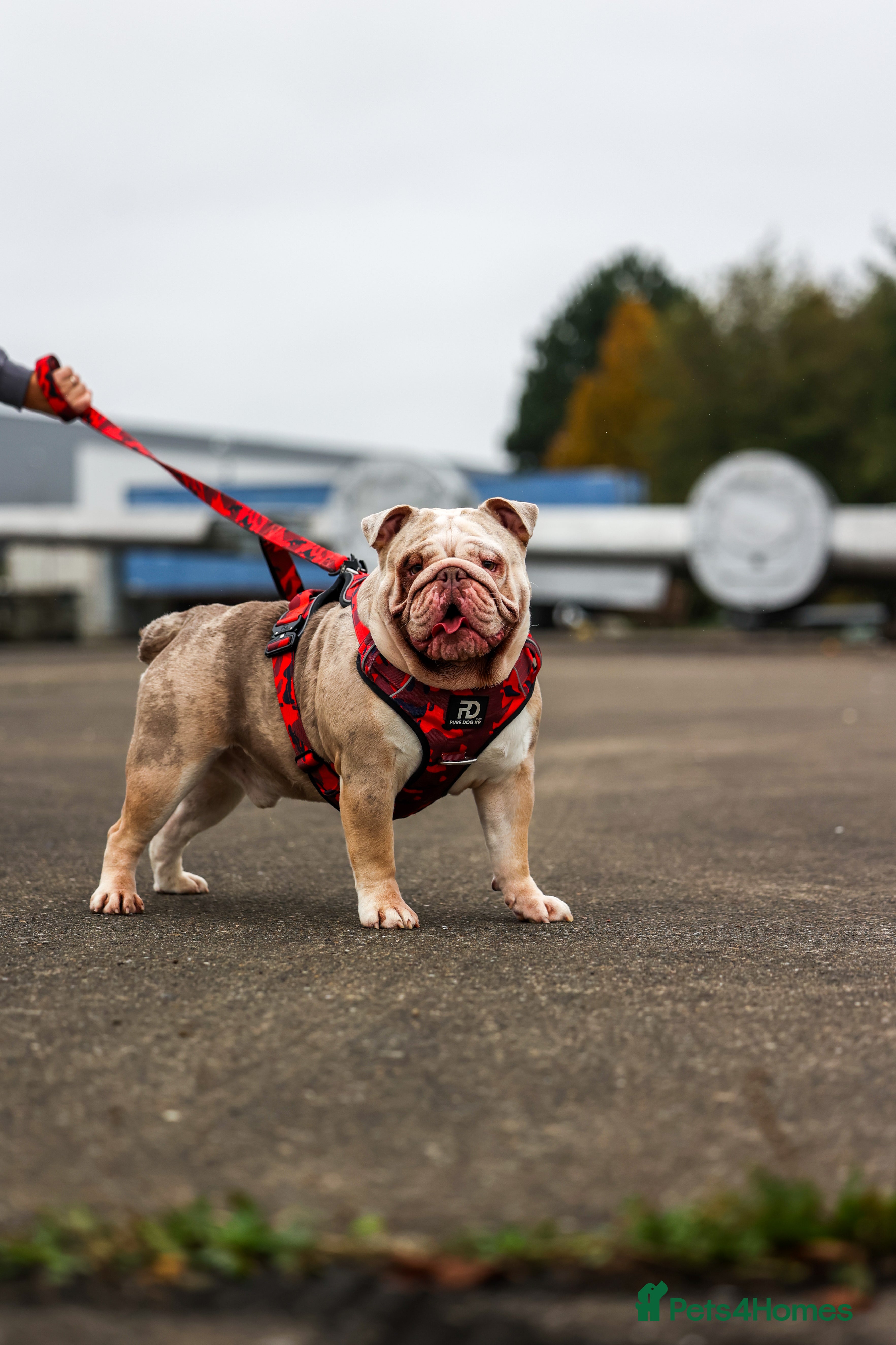 English Bulldog dogs Bulldog stud kc registered  - Advert 1