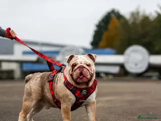 English Bulldog dogs Bulldog stud kc registered - Advert 1