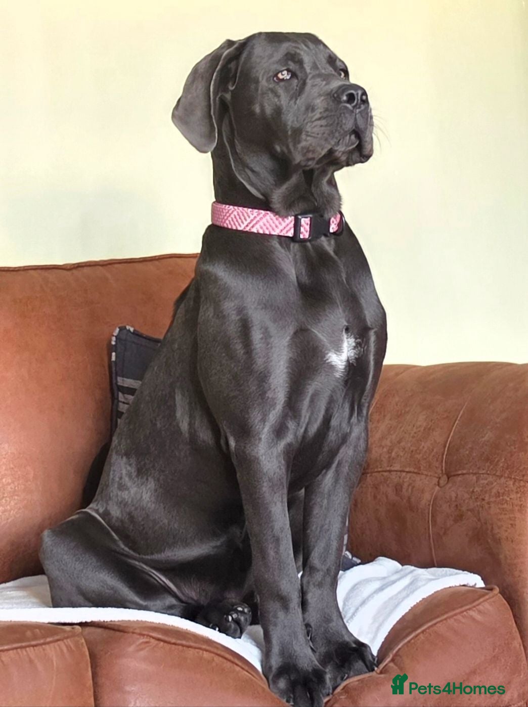 Cane Corso dogs Cane Corso - Advert 2
