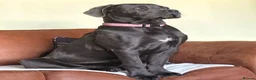 Cane Corso dogs for sale: Cane Corso - Advert 1