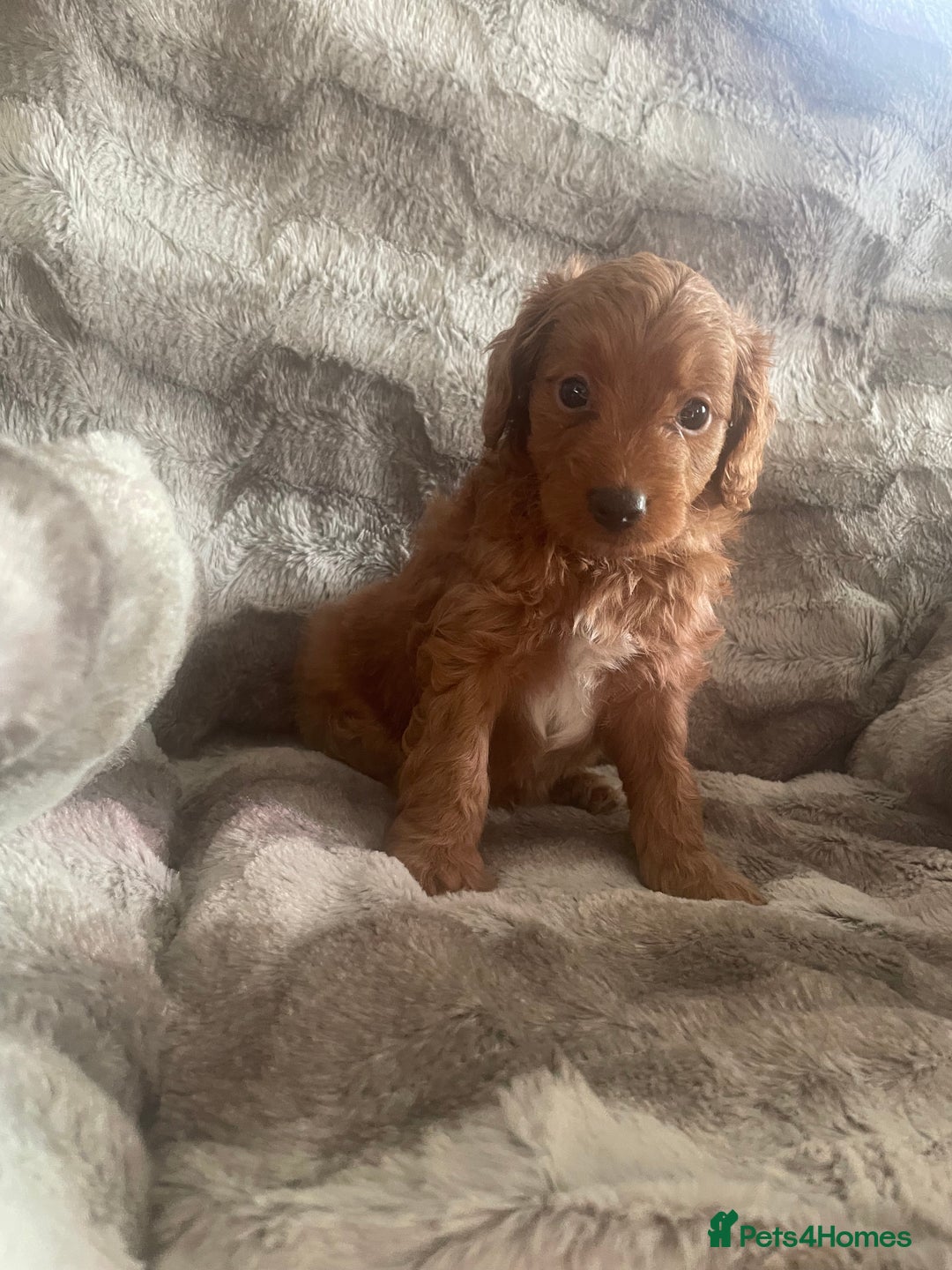 Toy Poodle dogs for sale: Toy poodle puppies  - Advert 19