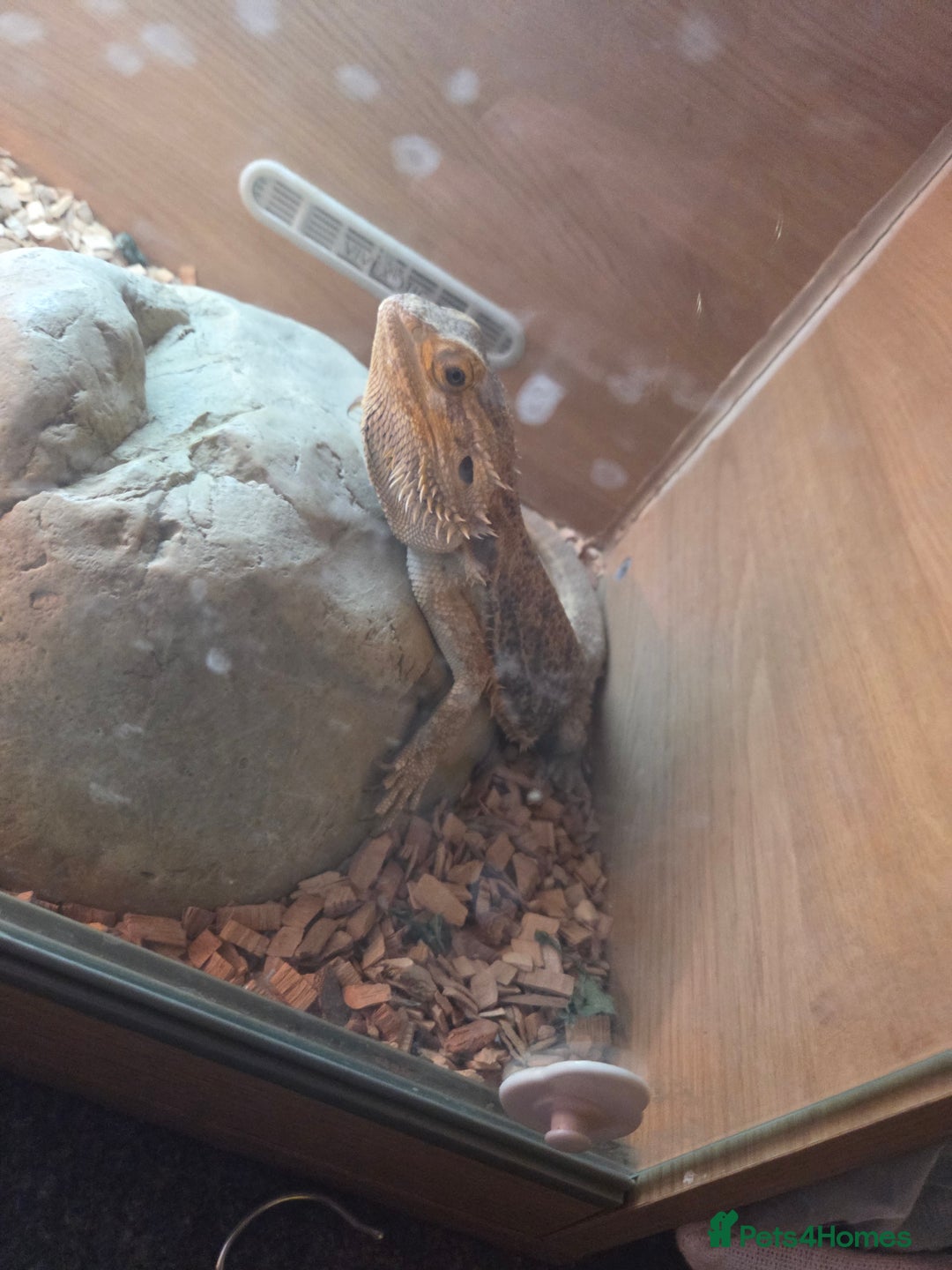 Bearded Dragon reptiles for sale: Bearded dragon  - Image 2