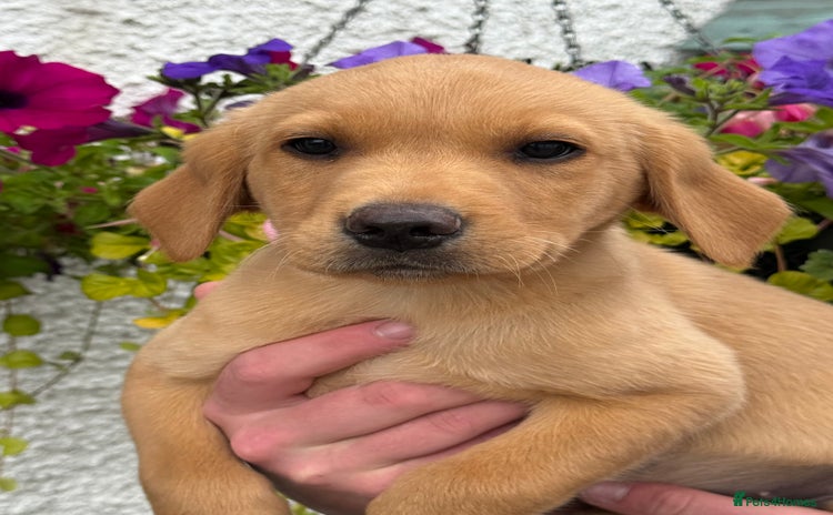 Labrador Retriever dogs in Lanark - Advert 6