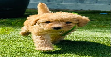 Labradoodle dogs in Milton Keynes - Advert 6