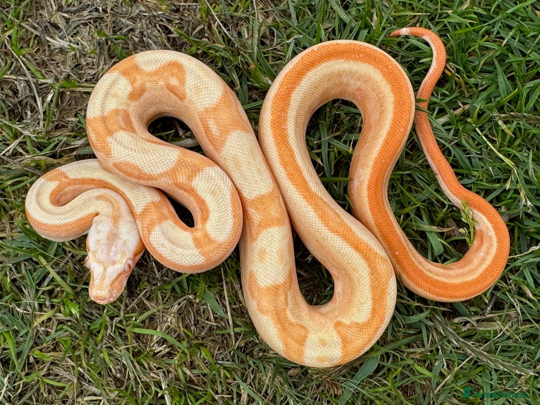 Boa Snake reptiles for sale: Baby Boa Morphs FOR SALE - Image 5